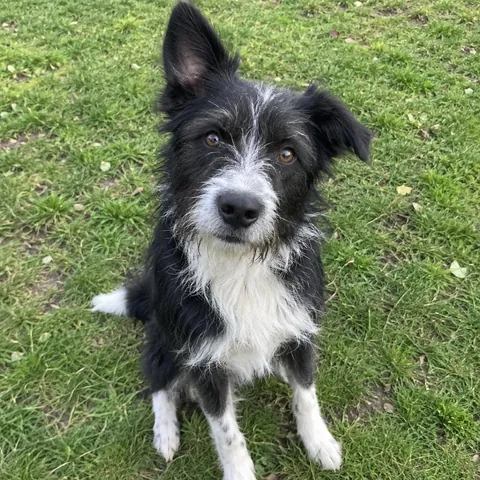 Foto von Hund Bruno